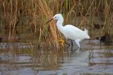 Snowy Egret_27510